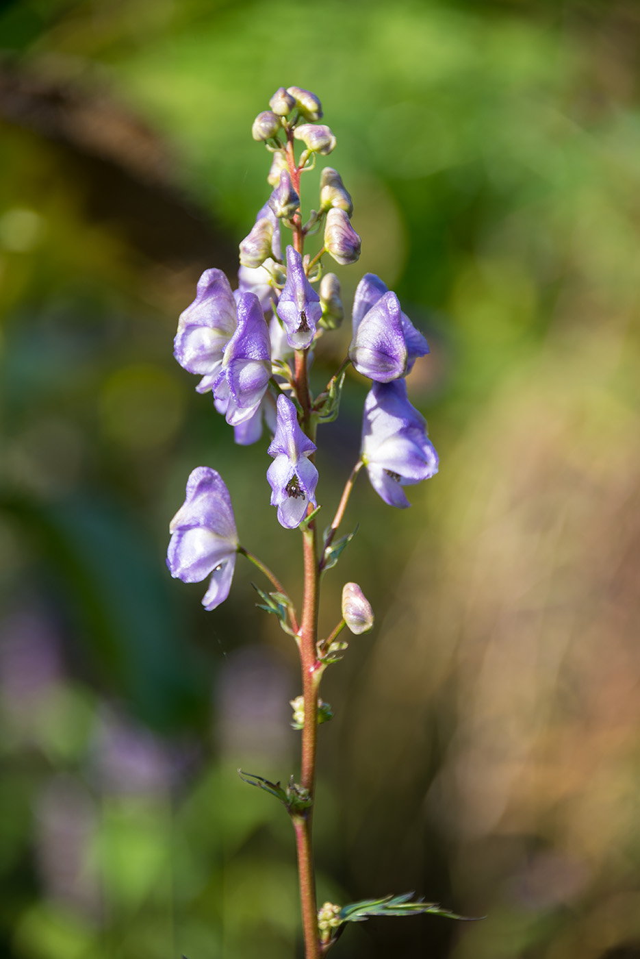 Image of genus Aconitum specimen.