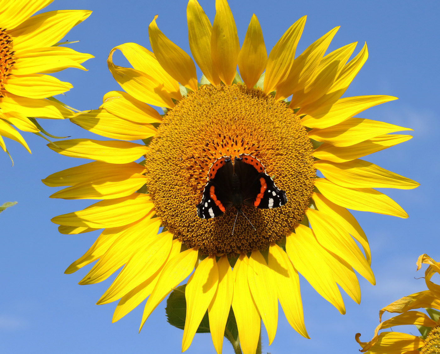 Image of Helianthus annuus specimen.