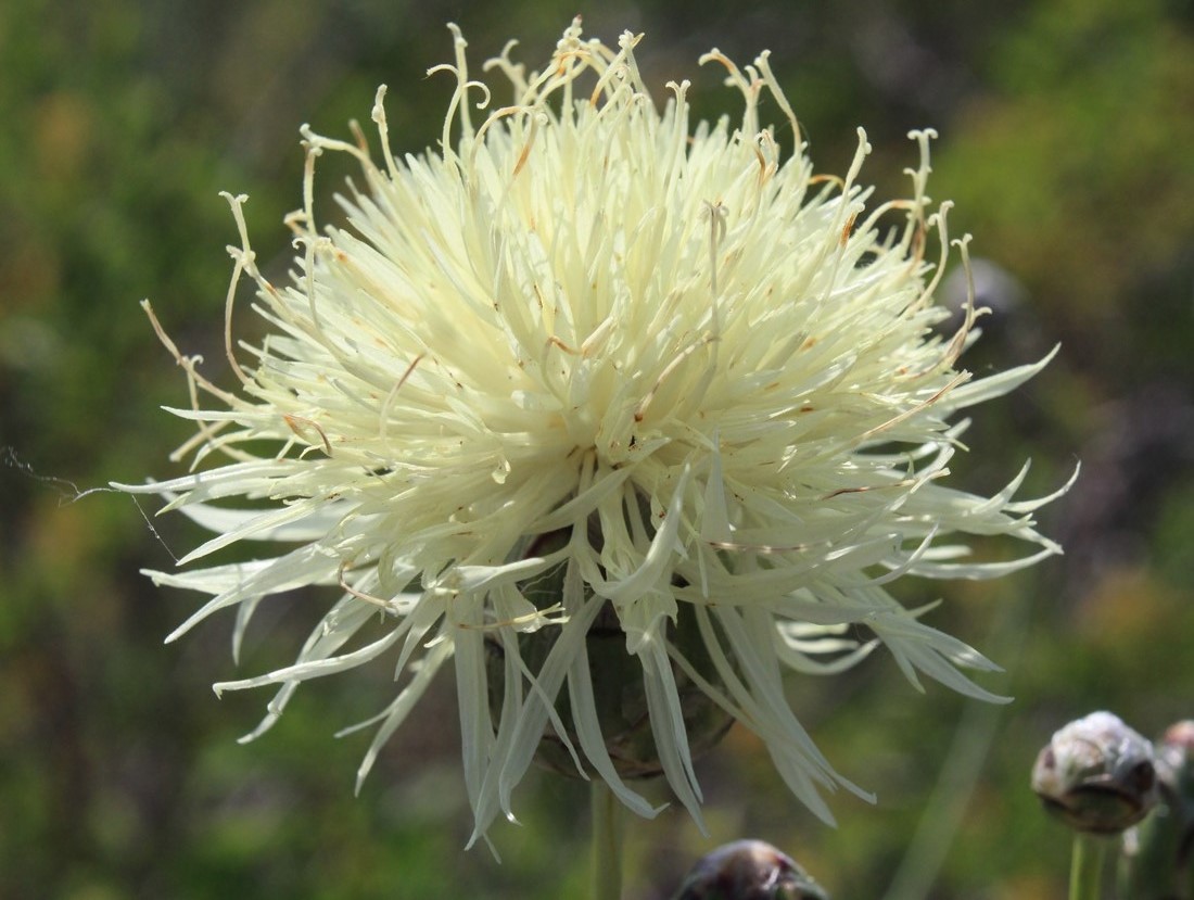 Image of Rhaponticoides kasakorum specimen.