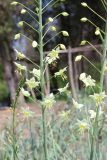 View full-size image Eremurus suworowii