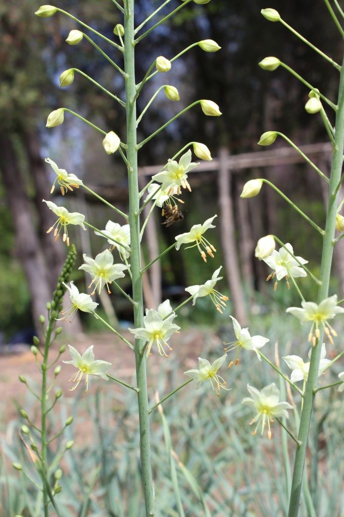 Image of Eremurus suworowii specimen.