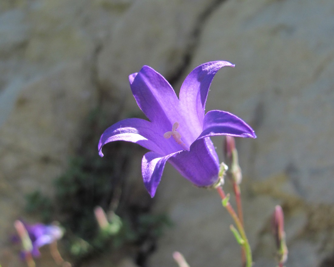 Изображение особи Campanula daghestanica.