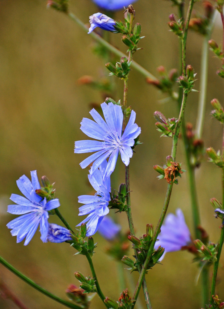 Image of Cichorium intybus specimen.