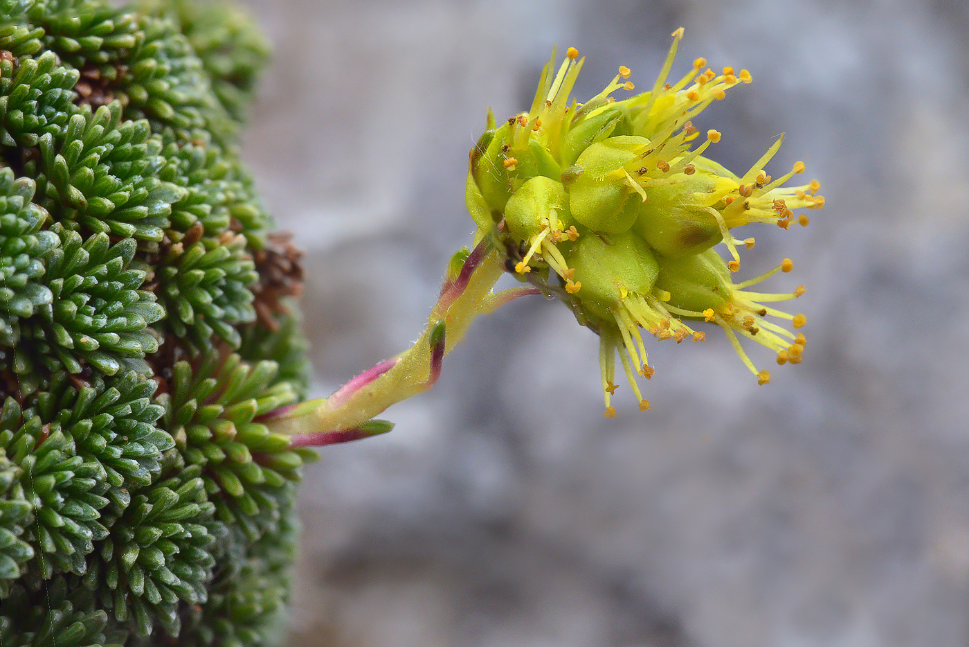 Image of Saxifraga unifoveolata specimen.