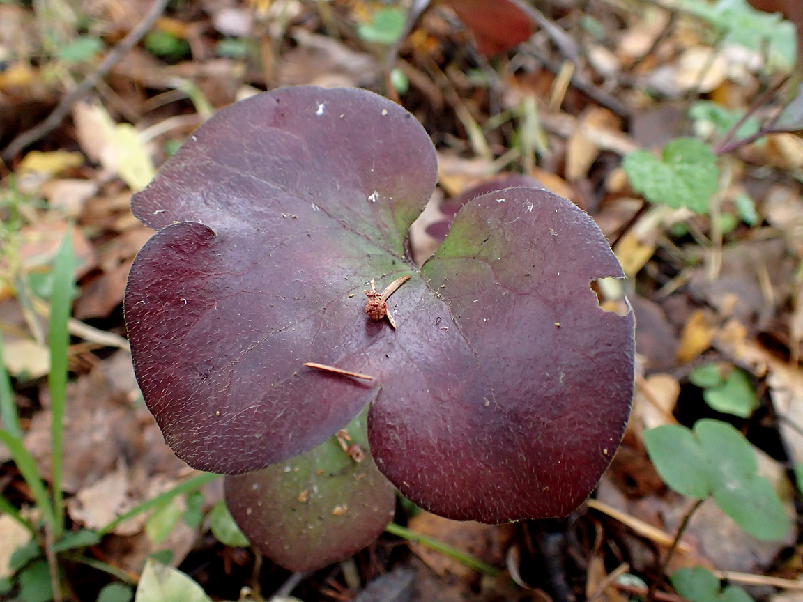 Image of Hepatica nobilis specimen.