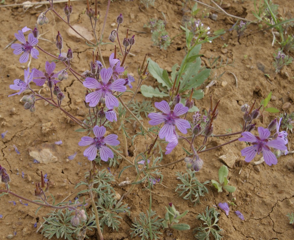 Изображение особи Geranium tuberosum.