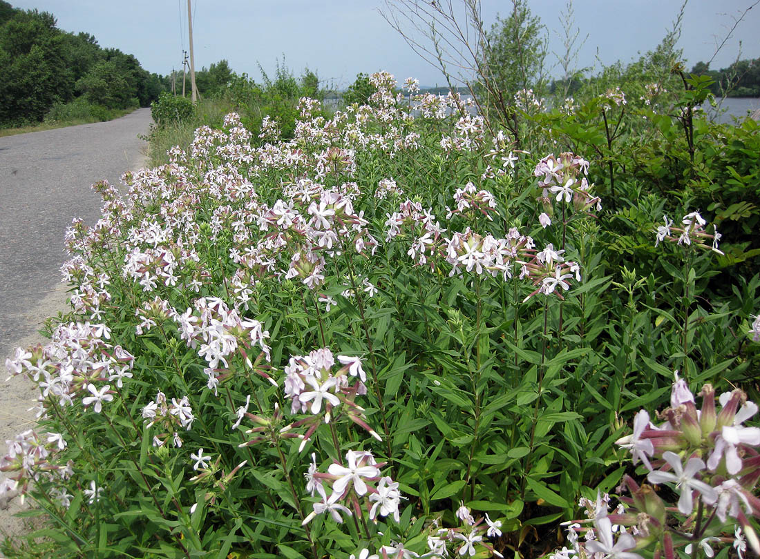 Image of Saponaria officinalis specimen.