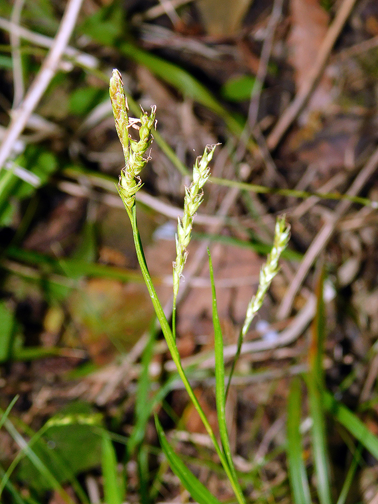 Image of Carex sylvatica specimen.