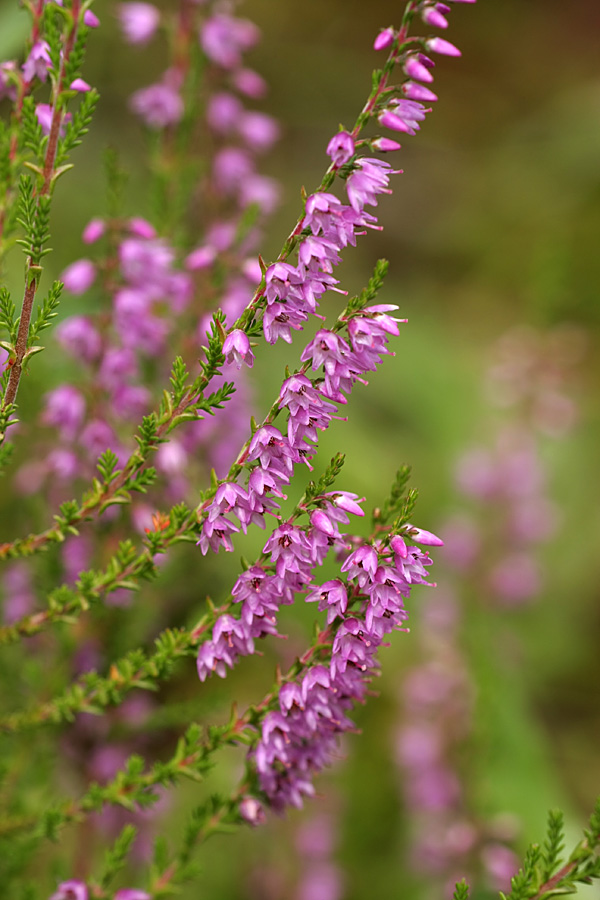 Image of Calluna vulgaris specimen.