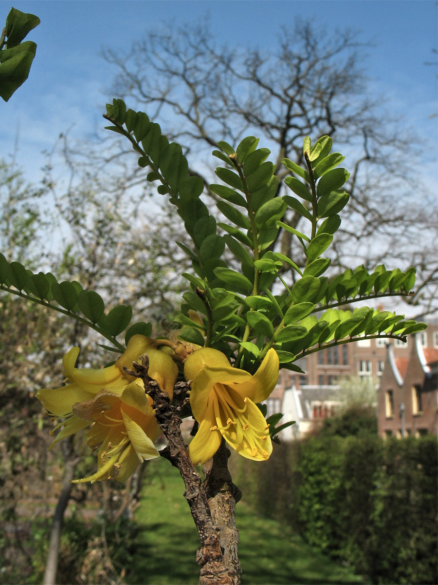 Image of Sophora microphylla specimen.