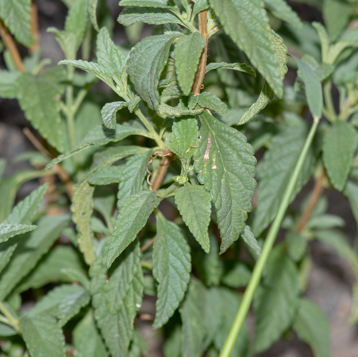 Image of Lantana dinteri specimen.