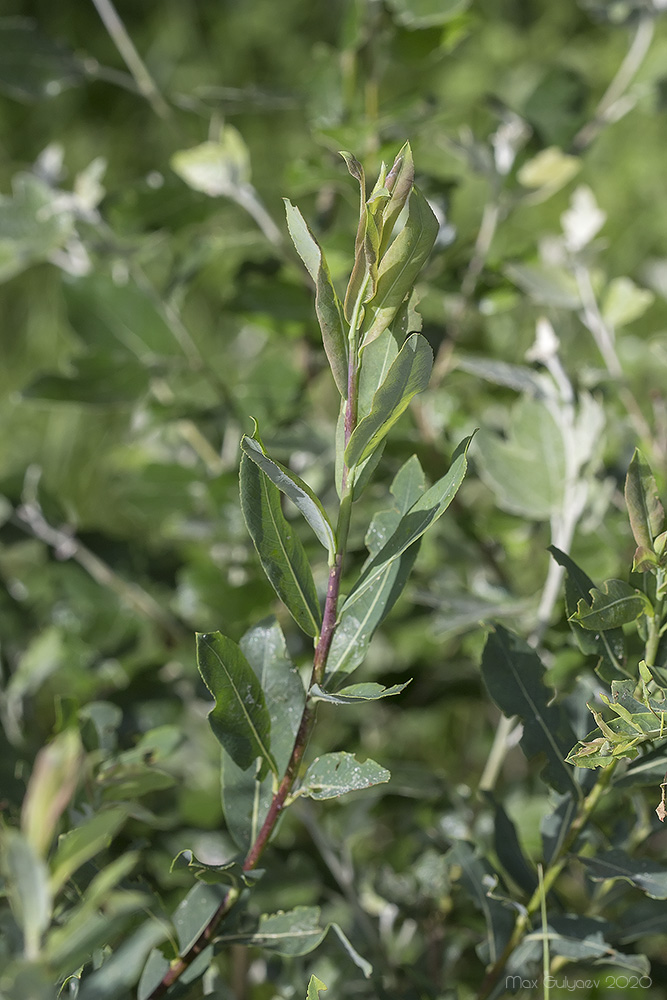 Image of Salix purpurea specimen.