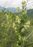 Смотреть изображение Galium mollugo