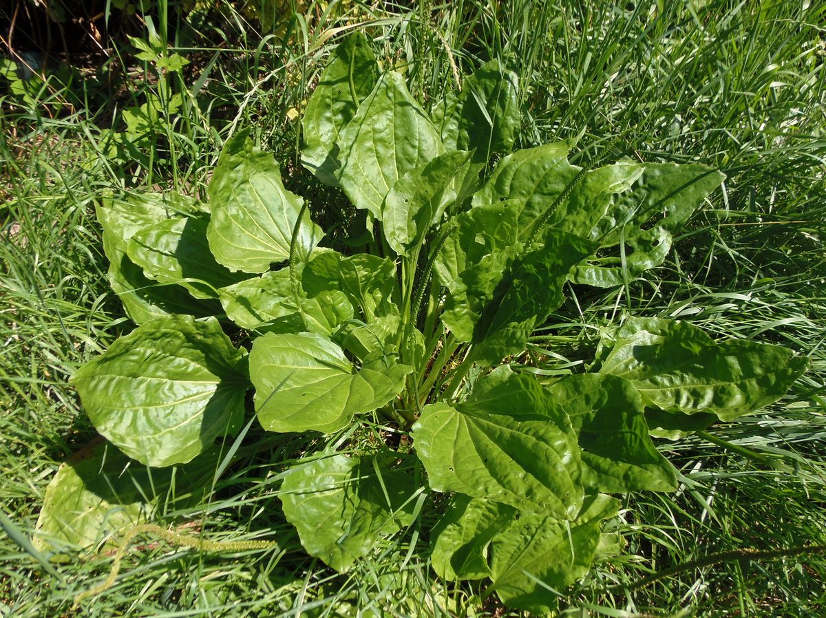 Image of Plantago major specimen.