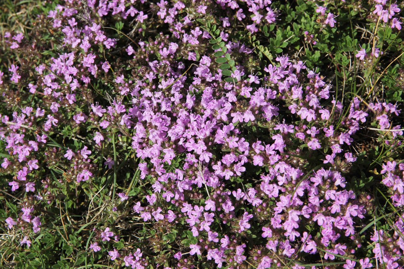 Изображение особи род Thymus.