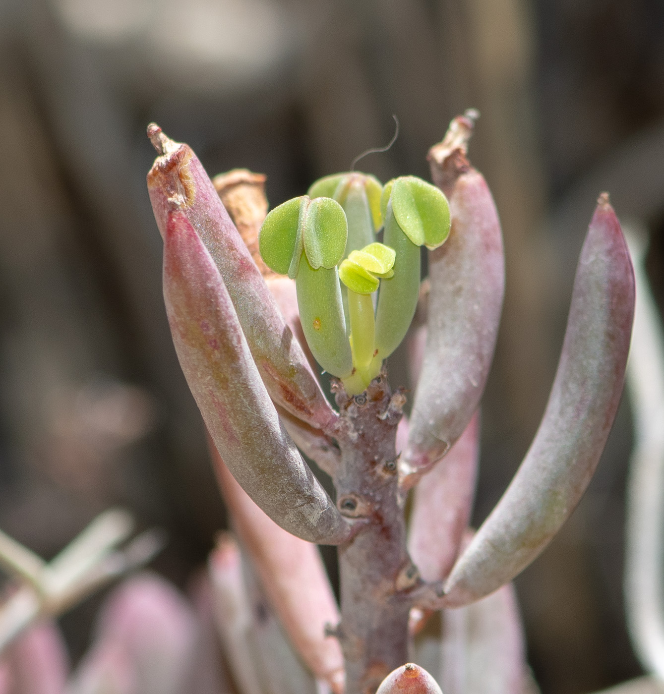 Image of genus Oxalis specimen.