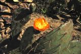genus Opuntia. Побеги с цветком и завязавшимся плодом. Испания, Каталония, провинция Girona, Costa Brava, Blanes, ботанический сад \"Pinya de Rosa\". 27 октября 2008 г.