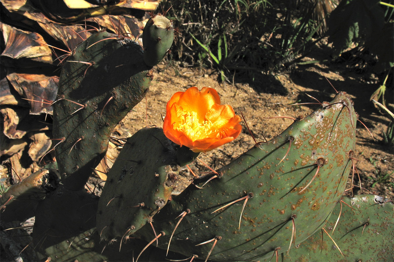 Изображение особи род Opuntia.