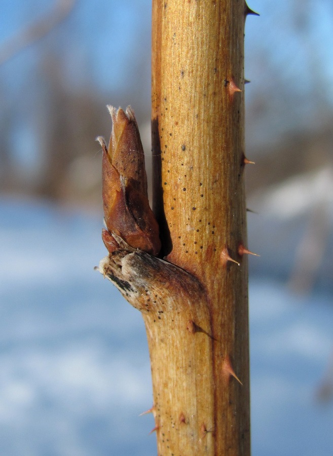 Image of Rubus idaeus specimen.