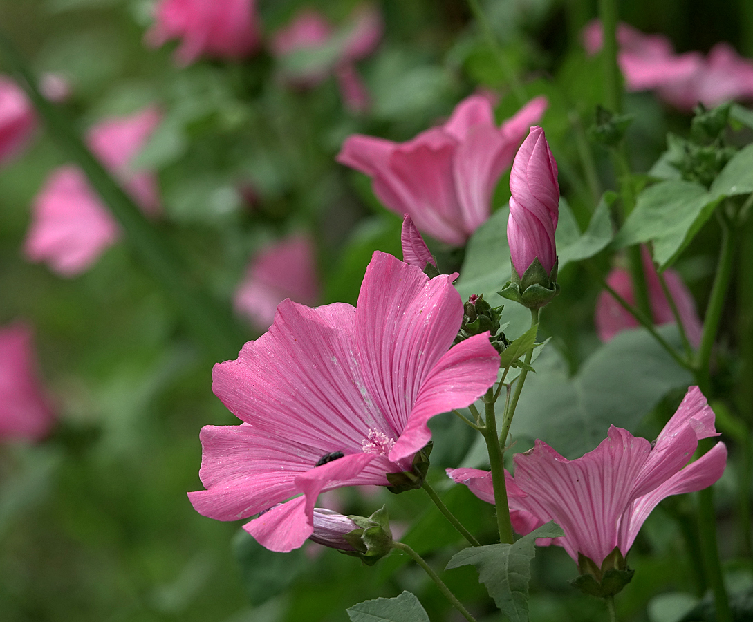 Image of Malva trimestris specimen.