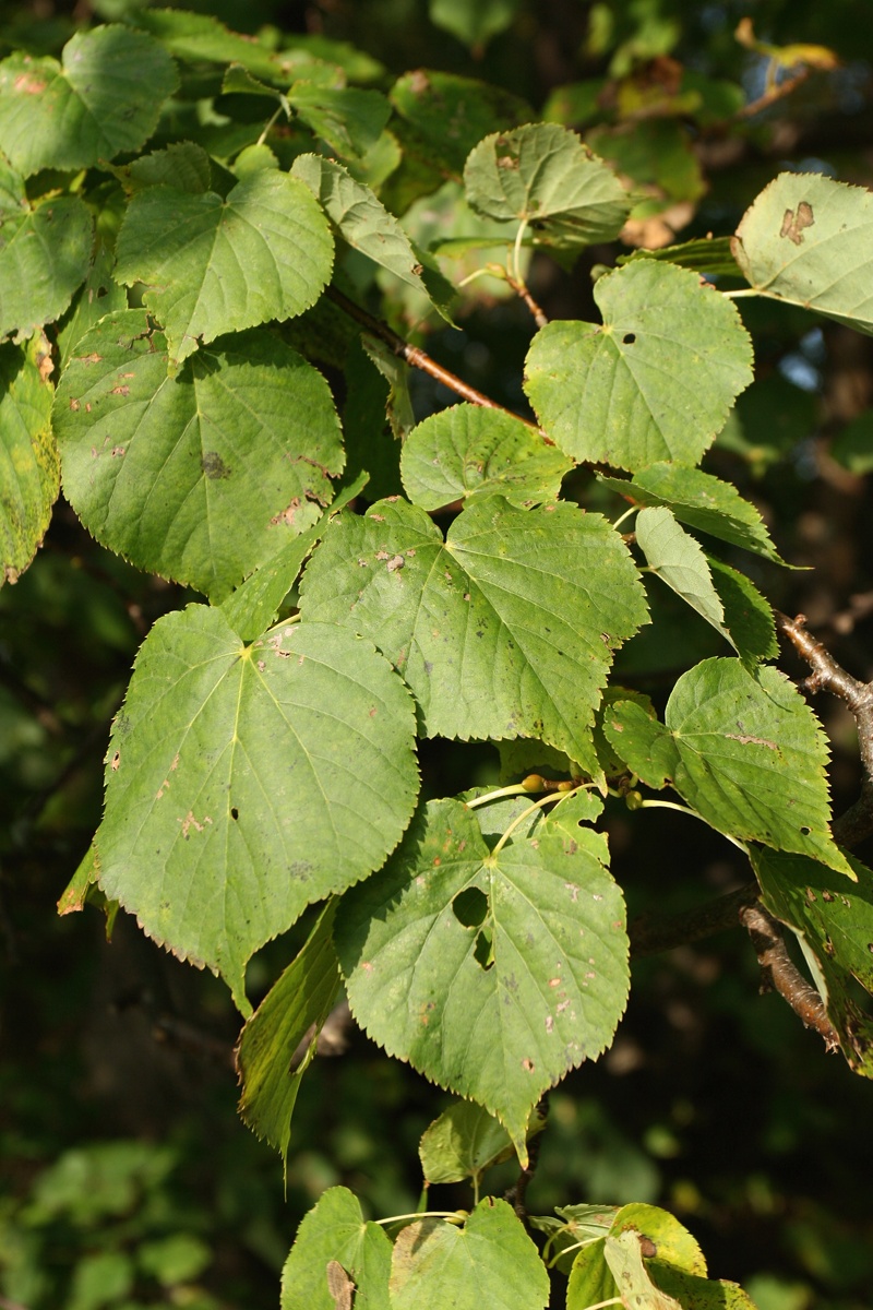 Image of Tilia cordata specimen.