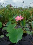 Nelumbo caspica. Цветущее растение. Астраханская обл., Лиманский р-н, окр. с. Воскресеновка, ерик Семёновский банк, в воде. 21.08.2020.