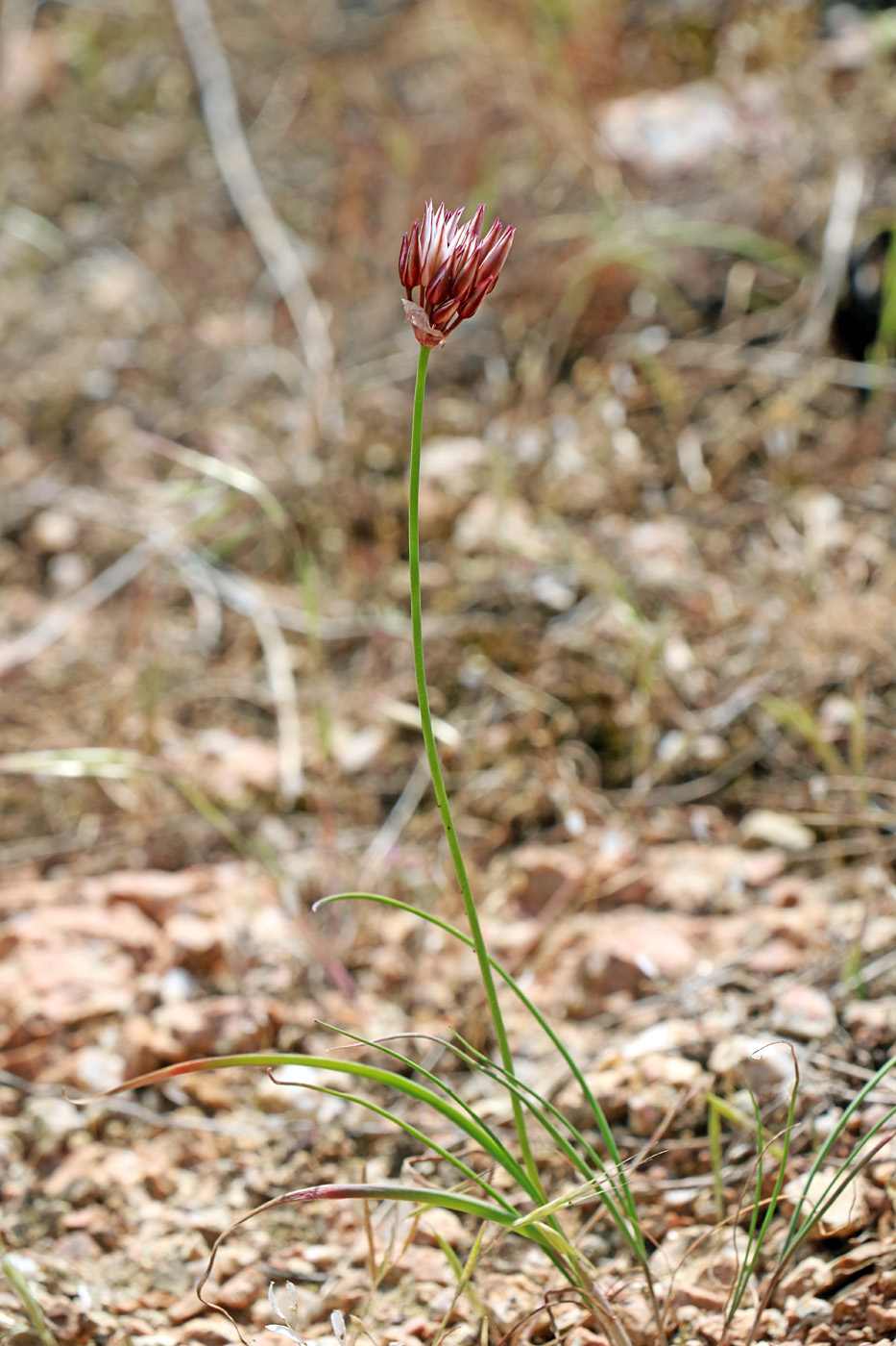 Image of Allium inconspicuum specimen.