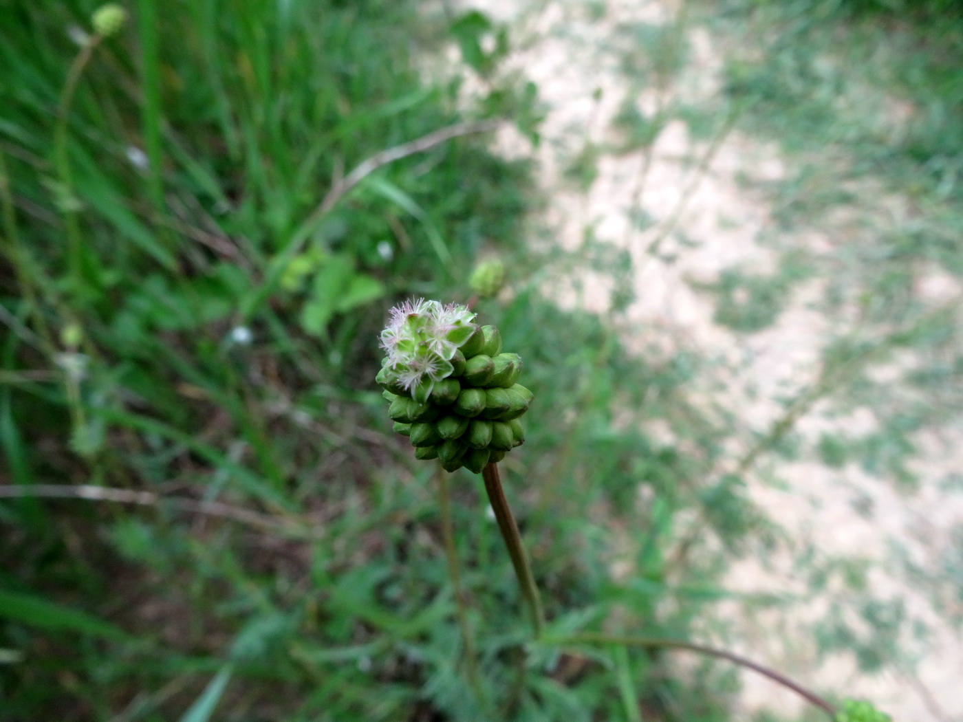 Image of Poterium polygamum specimen.