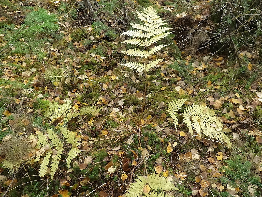 Image of Dryopteris dilatata specimen.