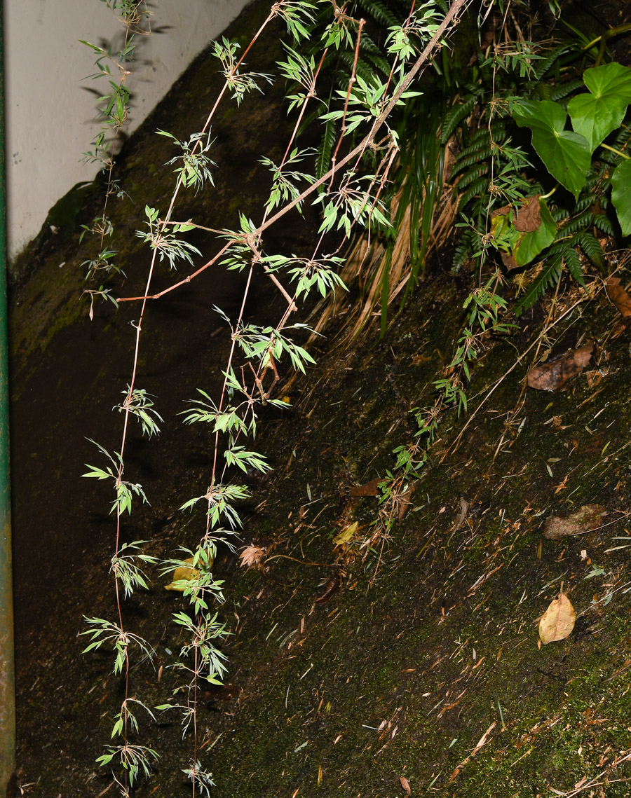 Image of familia Poaceae specimen.