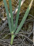Смотреть изображение Allium altaicum
