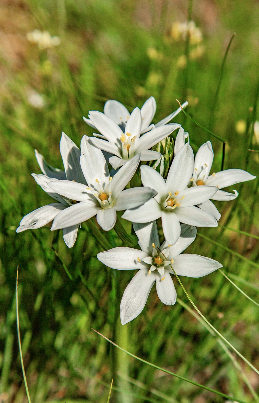 Image of Ornithogalum navaschinii specimen.