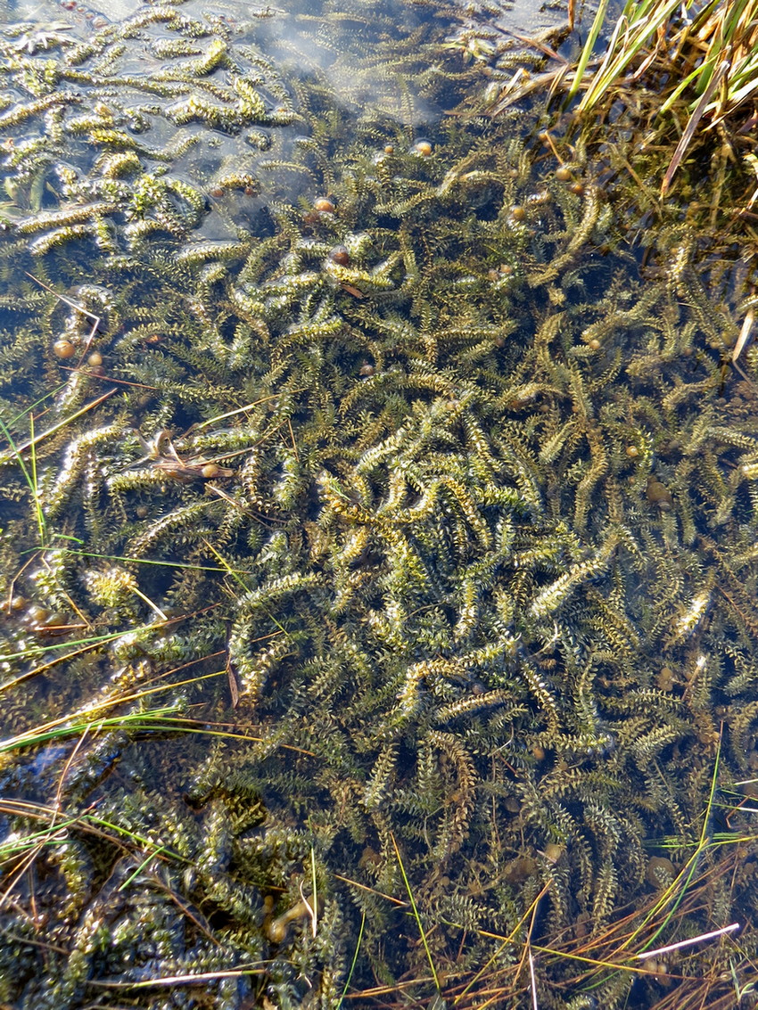 Image of Elodea canadensis specimen.