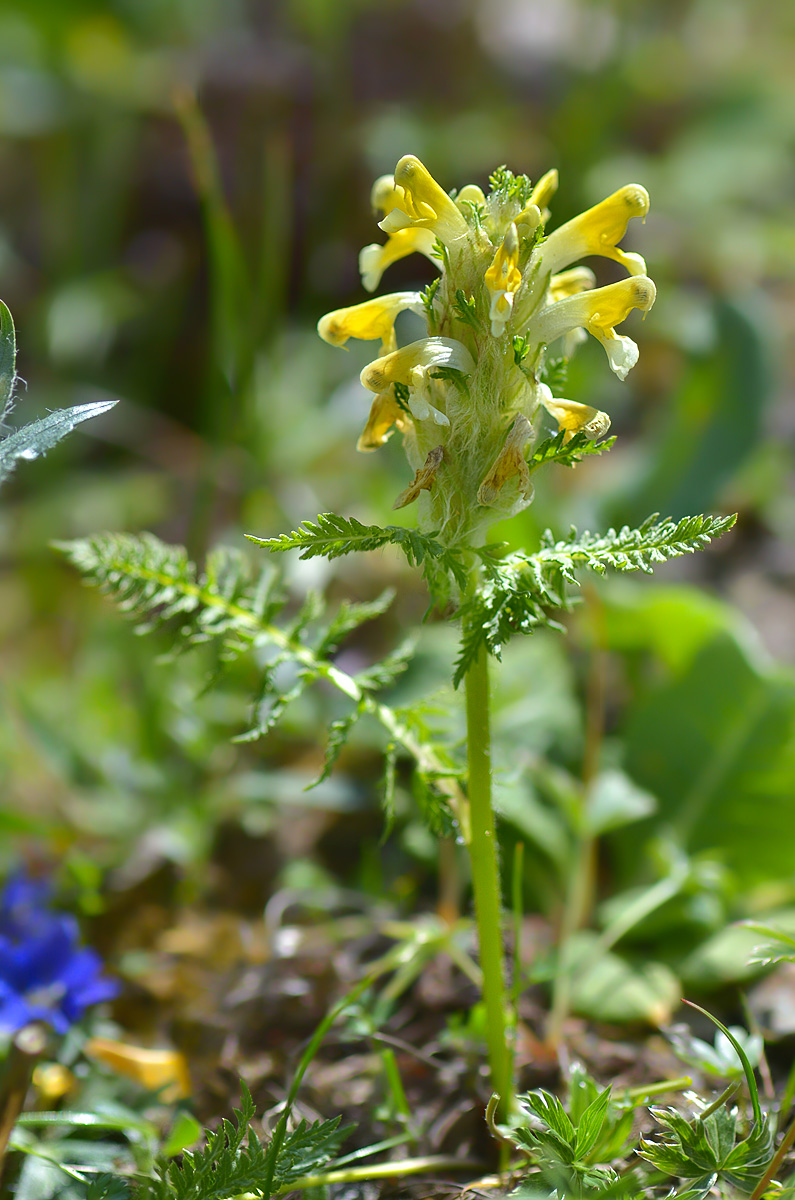 Изображение особи Pedicularis condensata.