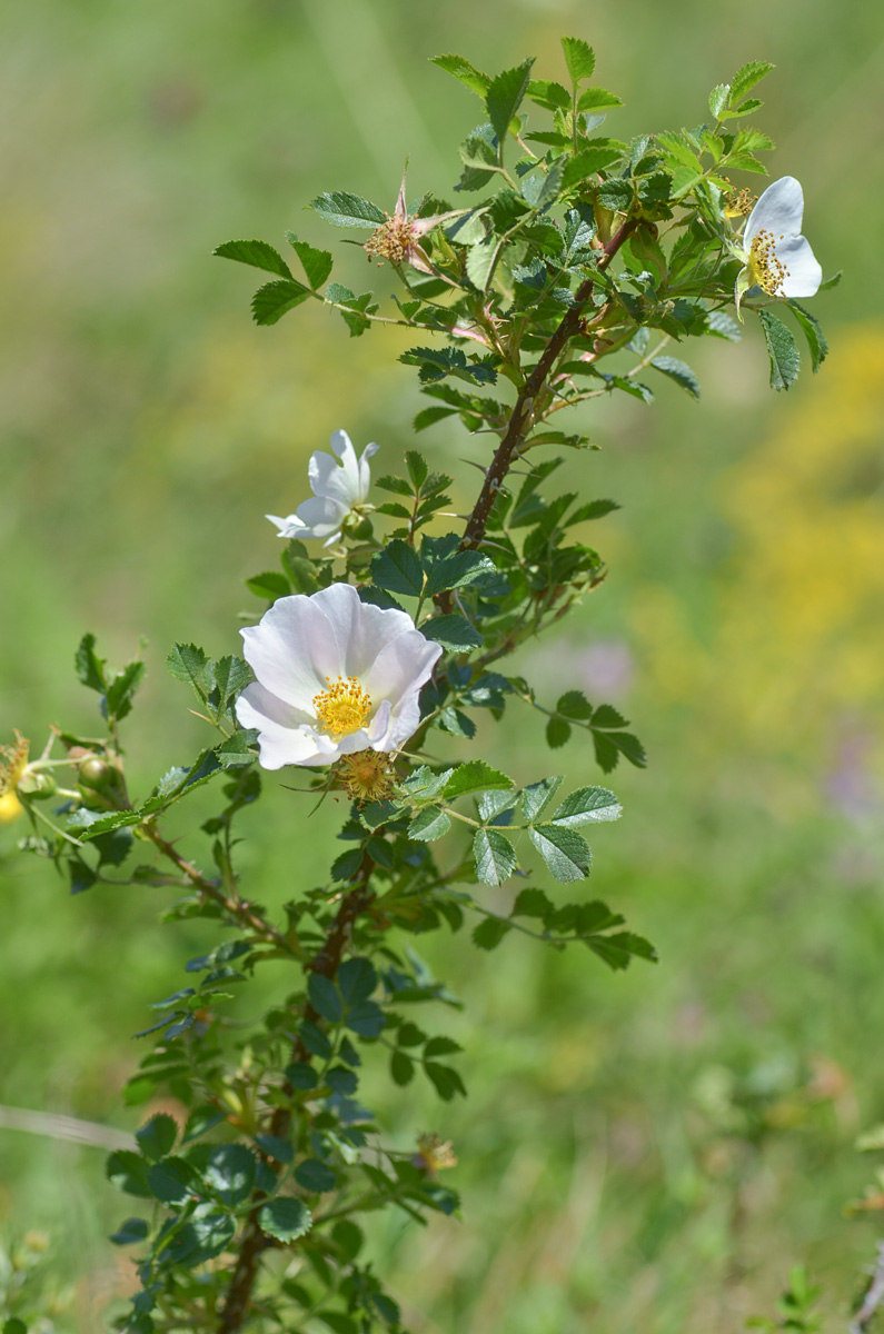 Image of Rosa buschiana specimen.