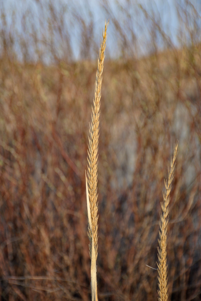 Image of Leymus racemosus specimen.