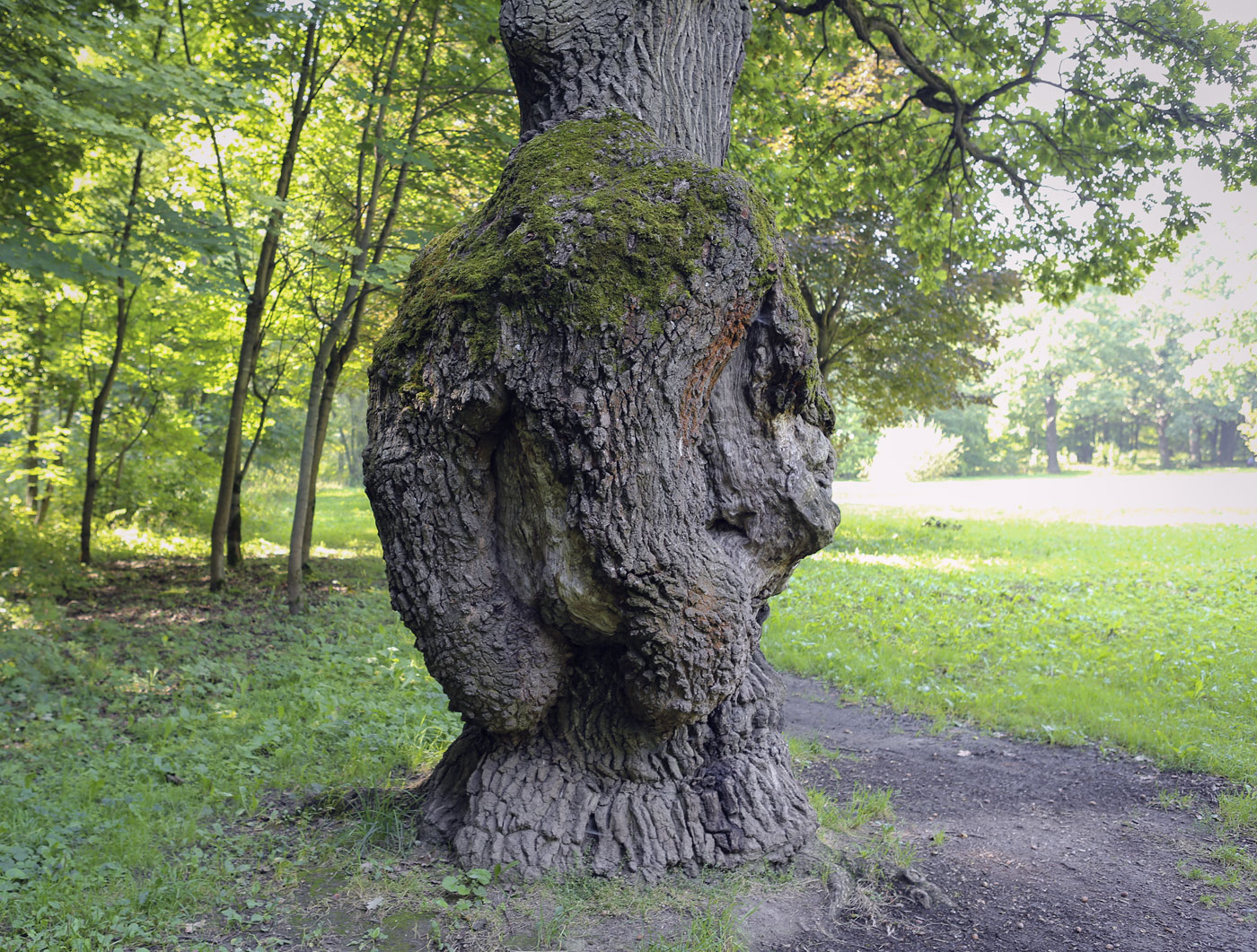 Image of Quercus robur specimen.