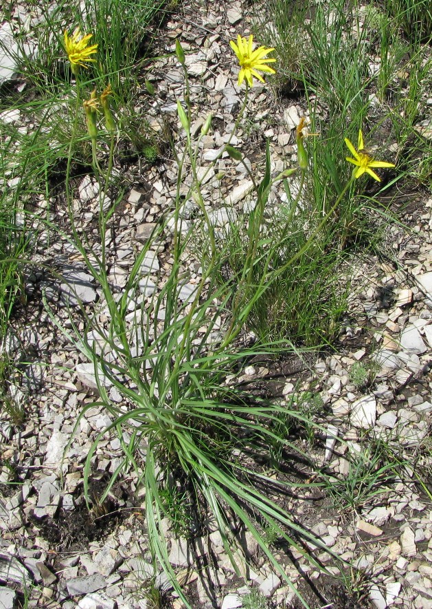 Image of Scorzonera stricta specimen.