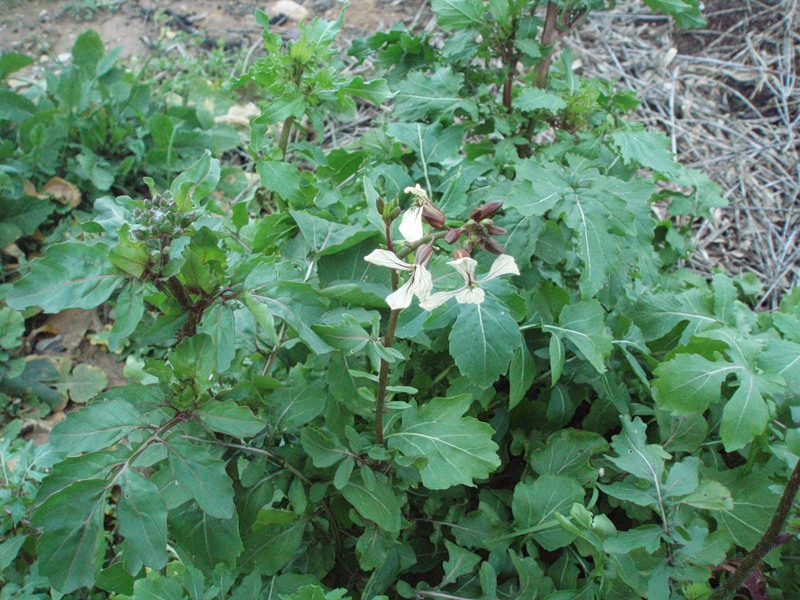 Image of Eruca sativa specimen.