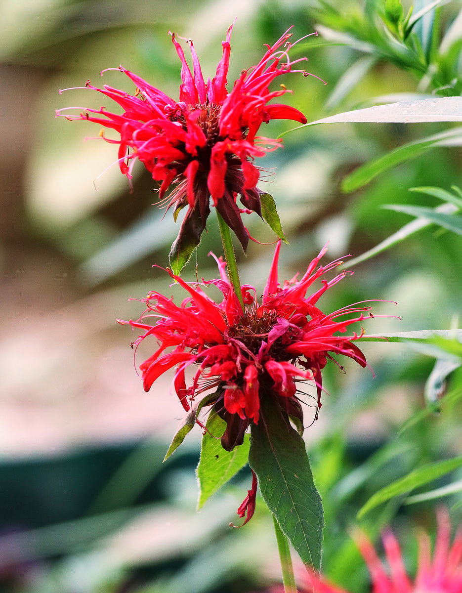 Изображение особи Monarda didyma.