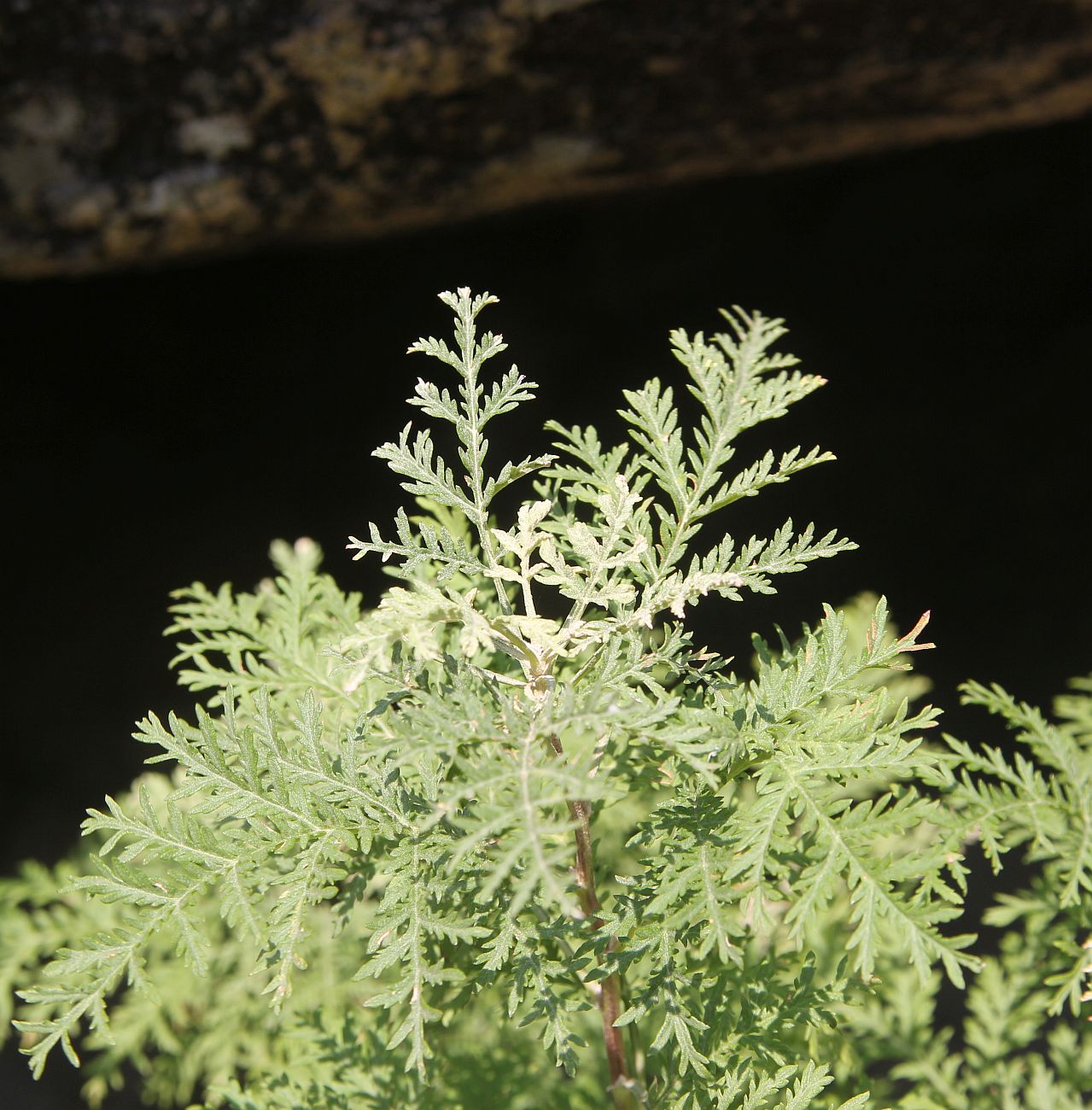 Image of Artemisia stechmanniana specimen.