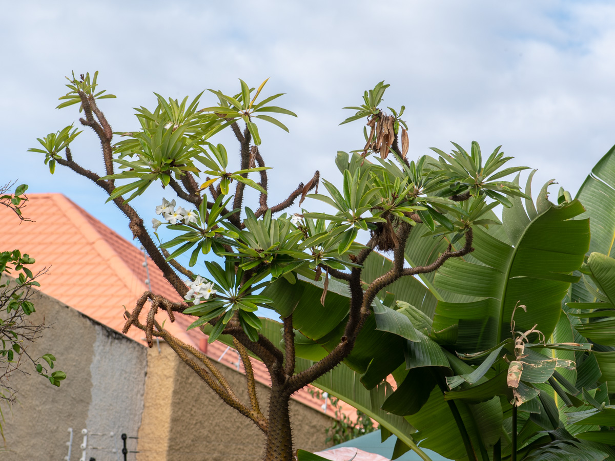 Изображение особи род Pachypodium.