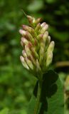 Смотреть изображение Astragalus glycyphyllos