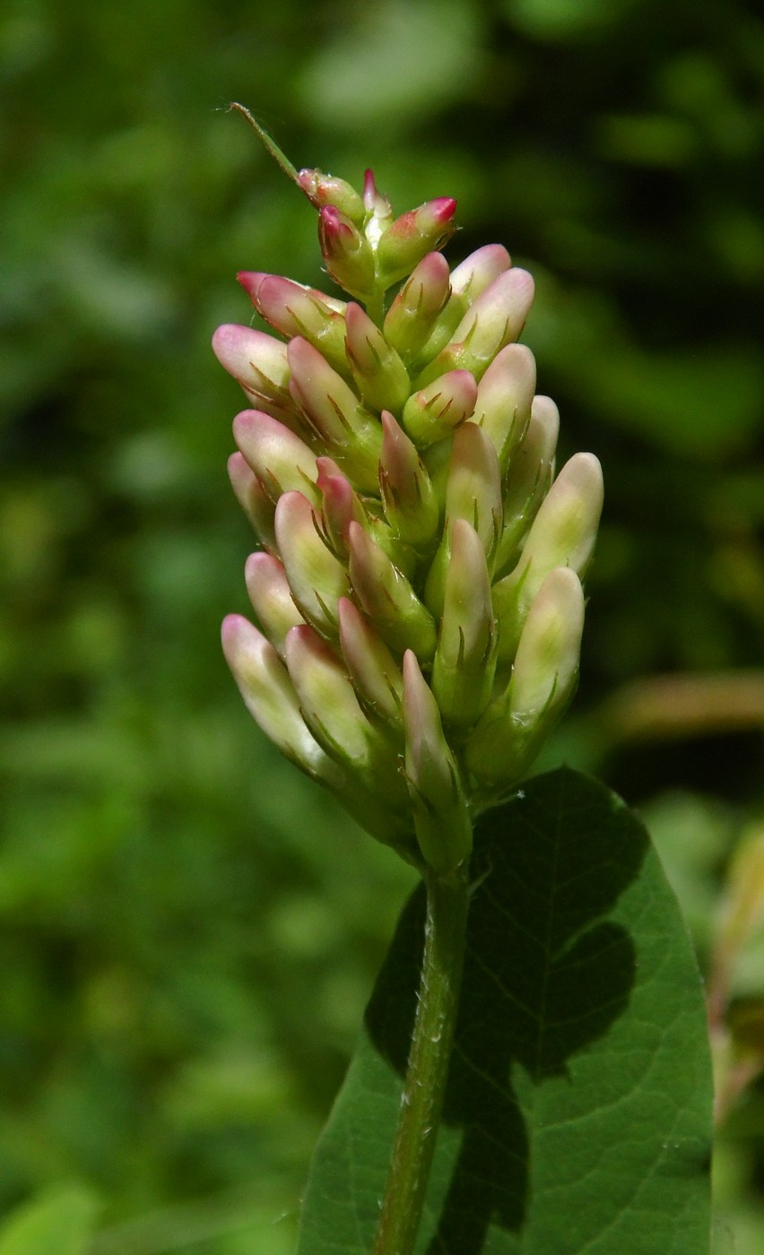 Image of Astragalus glycyphyllos specimen.