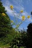 Смотреть изображение Erysimum aureum
