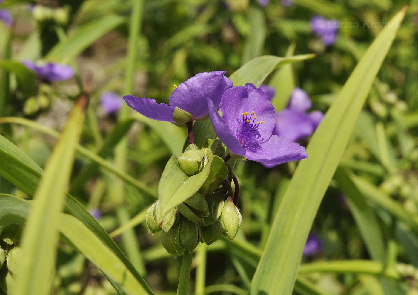 Изображение особи Tradescantia virginiana.