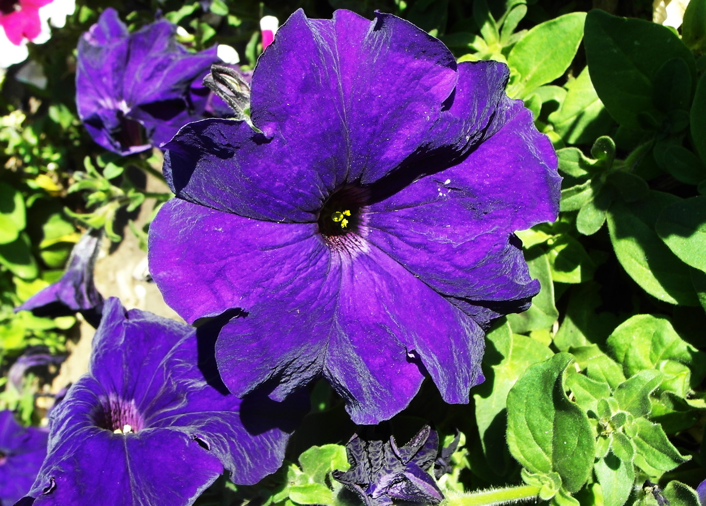 Image of Petunia &times; atkinsiana specimen.