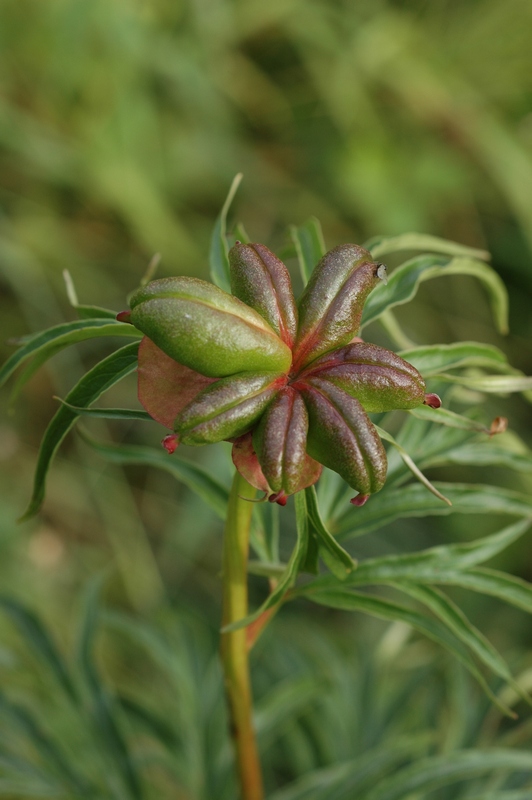 Image of Paeonia anomala specimen.