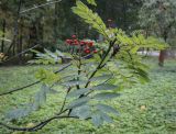 Sorbus decora. Верхушка плодоносящей веточки. Москва, ГБС, дендрарий. 15.09.2022.