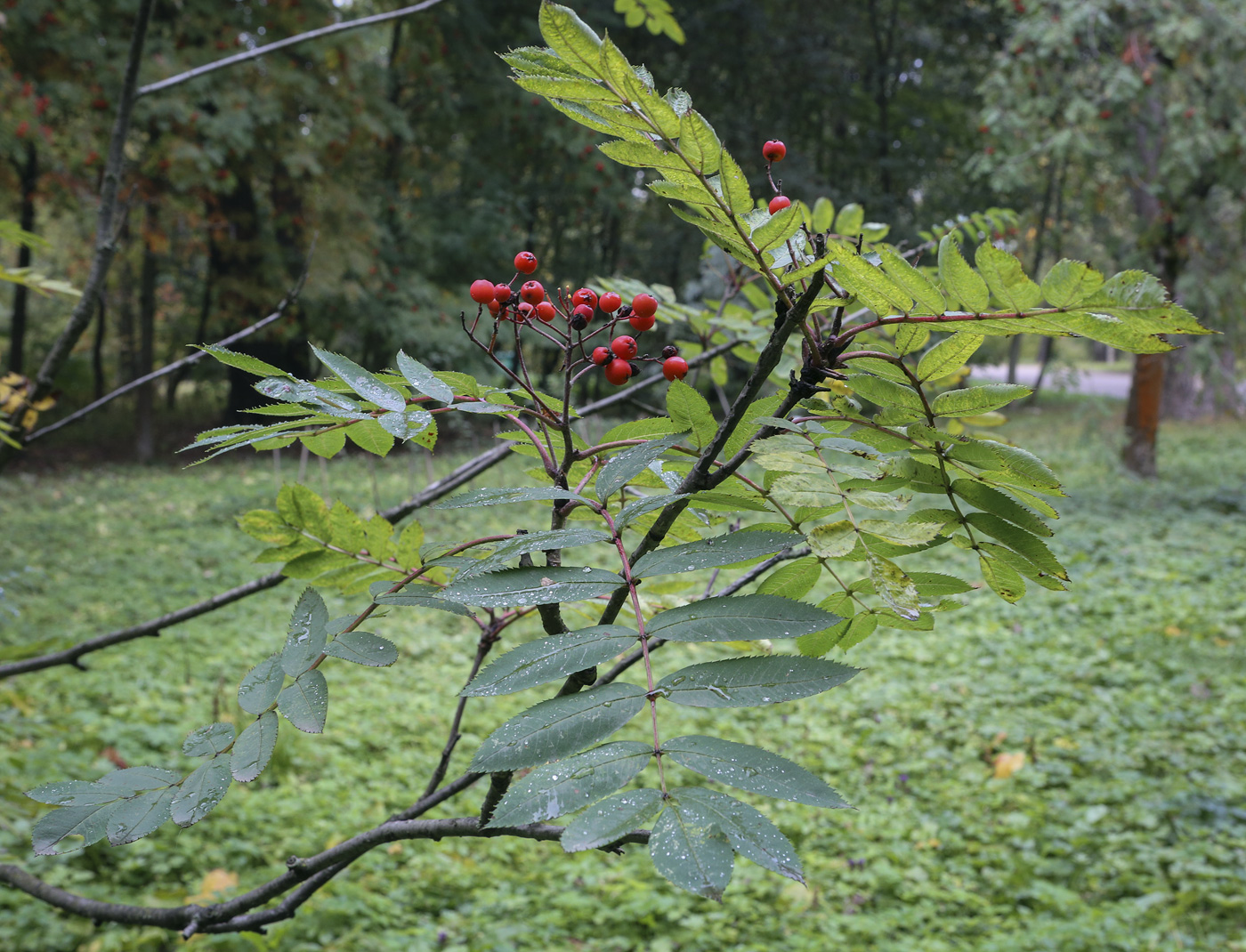 Image of Sorbus decora specimen.